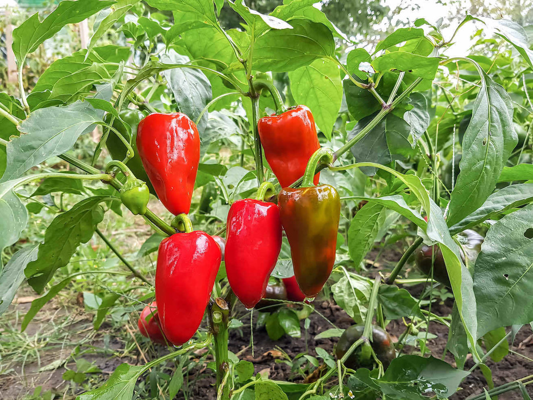 Blog/red-bell-peppers-in-the-vegetable-garden-2021-08-26-17-15-47-utc